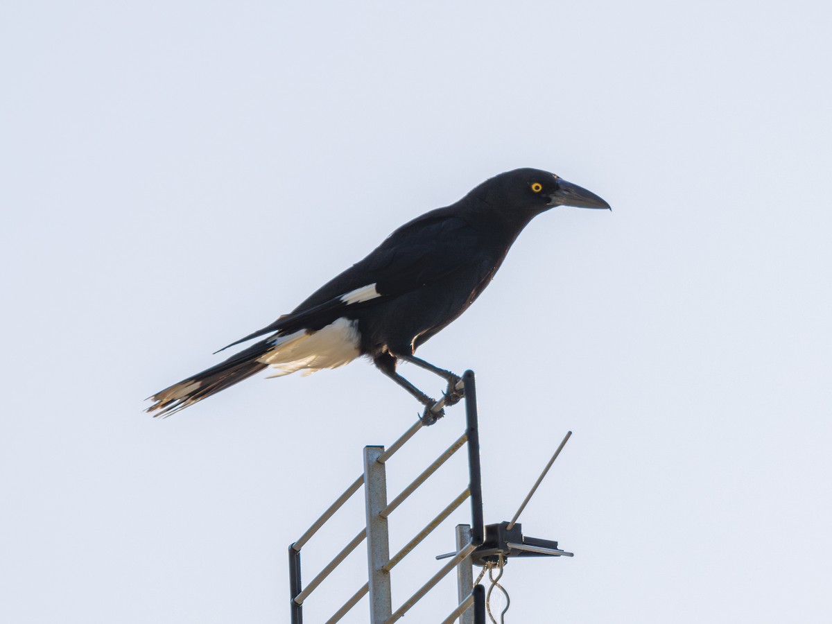 Pied Currawong - ML611134071