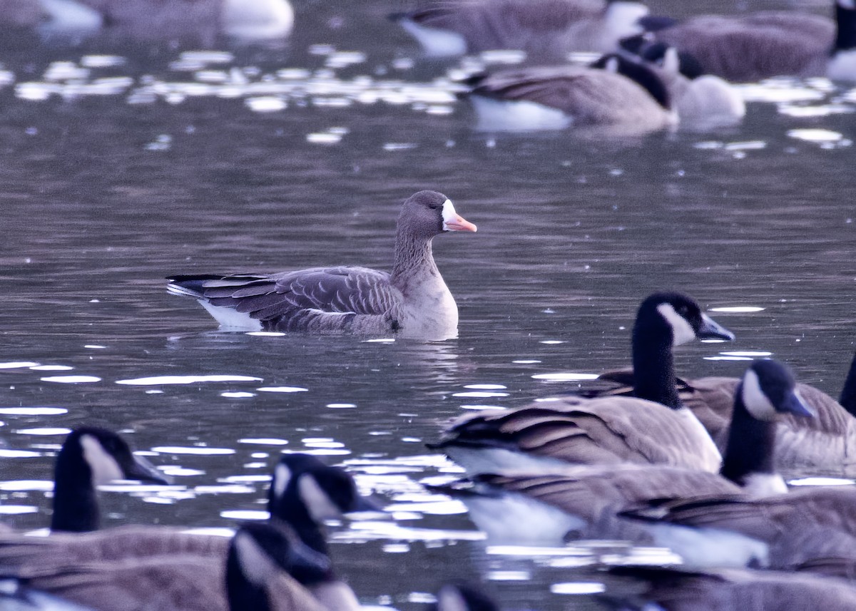 Greater White-fronted Goose - ML611134524