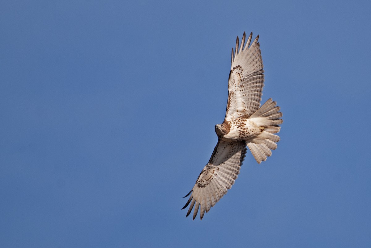 Red-tailed Hawk - ML611134755