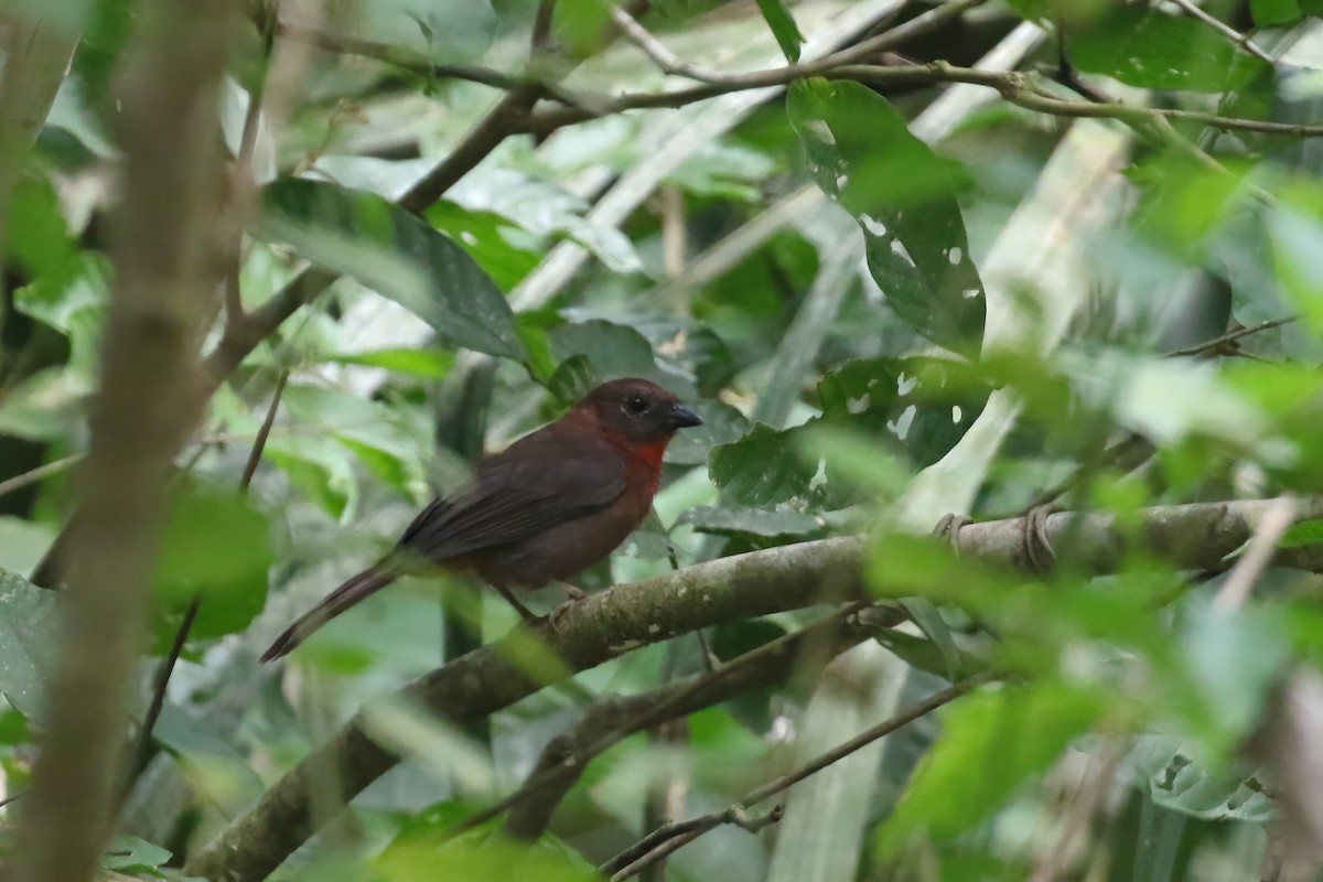 Red-throated Ant-Tanager (Red-throated) - ML611134776