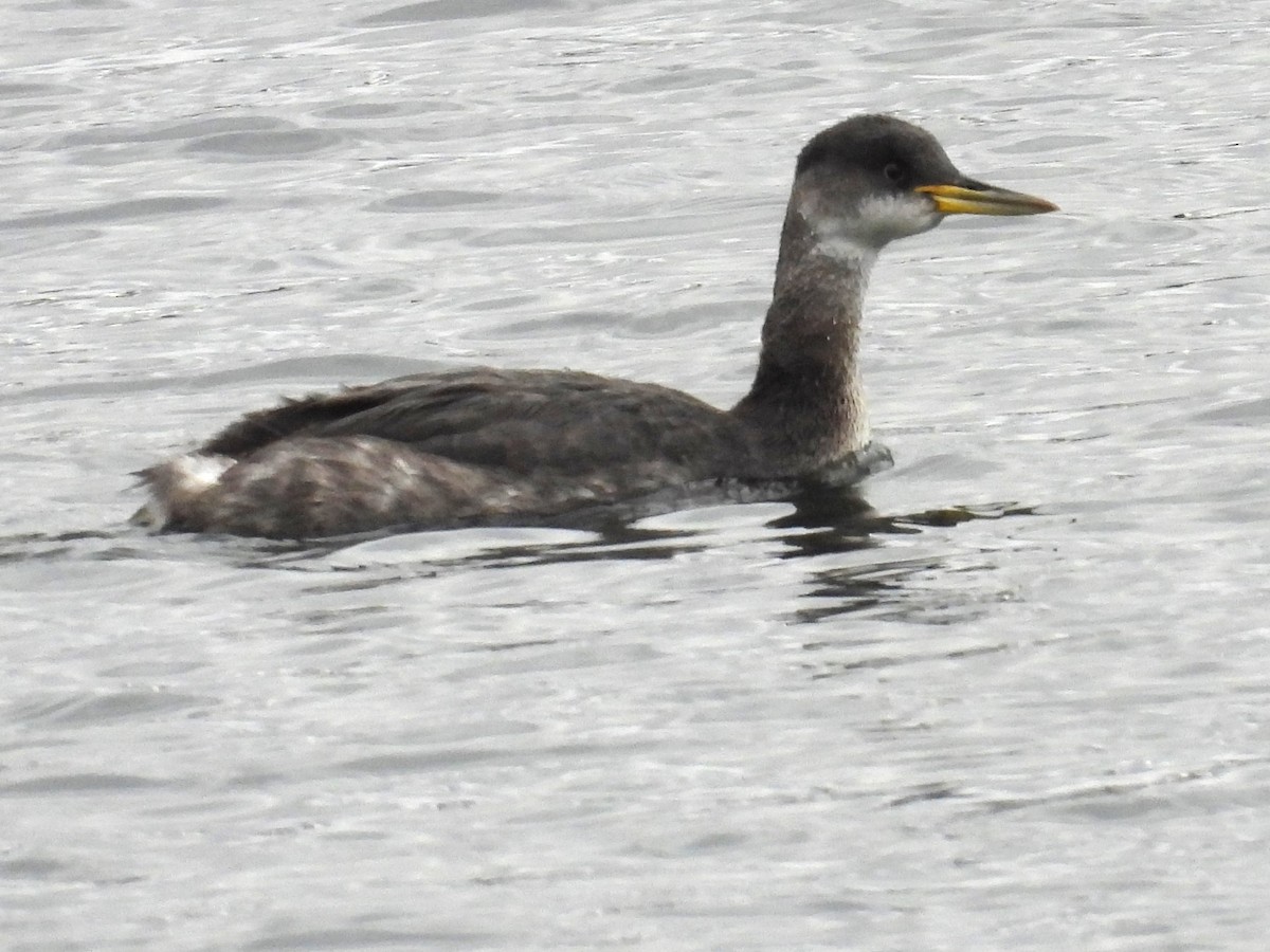 Red-necked Grebe - ML611135122