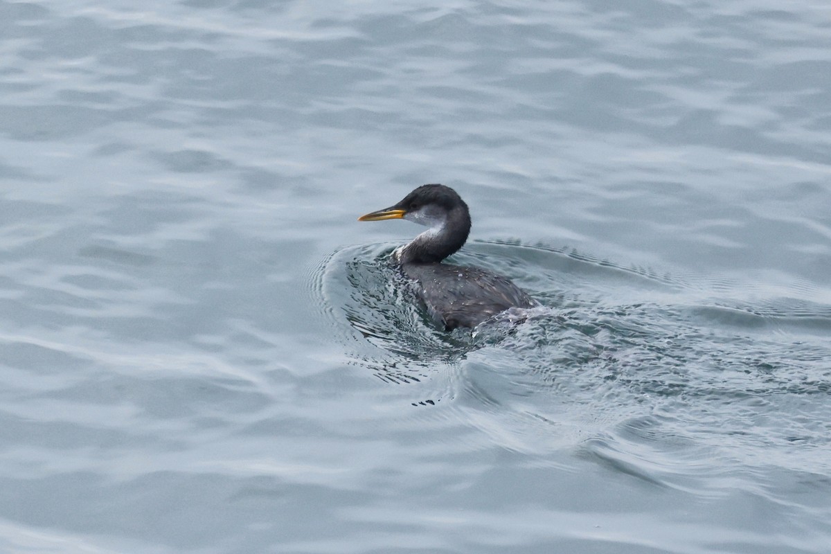 Red-necked Grebe - ML611135133