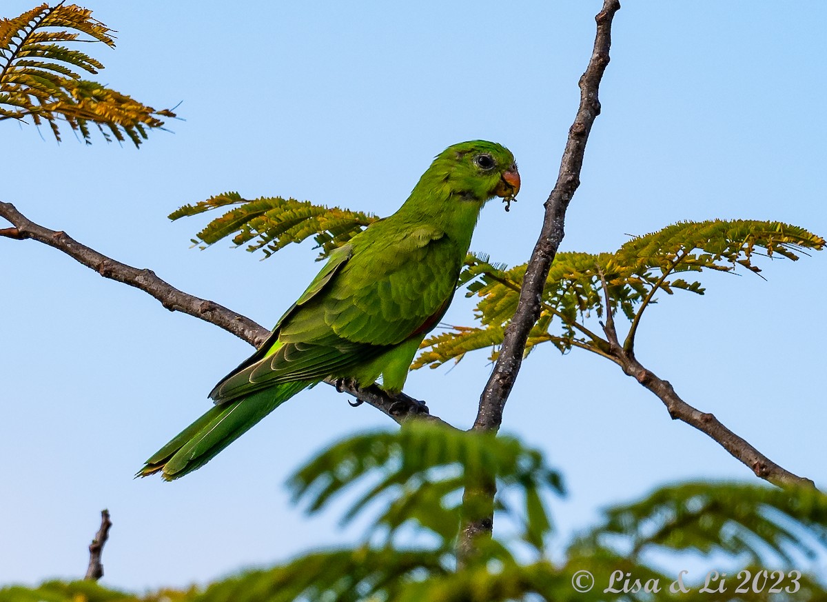 Red-winged Parrot - ML611135811