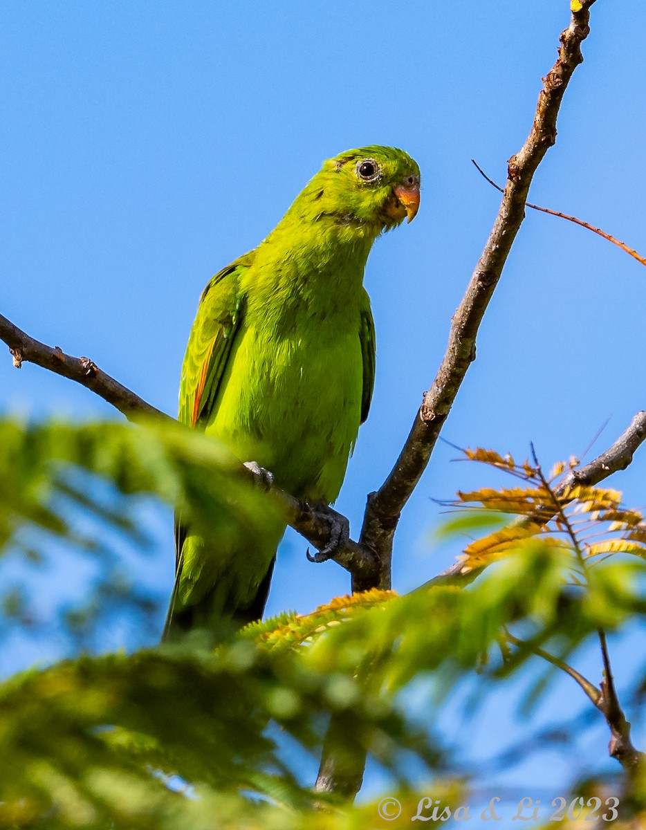 Red-winged Parrot - ML611135812