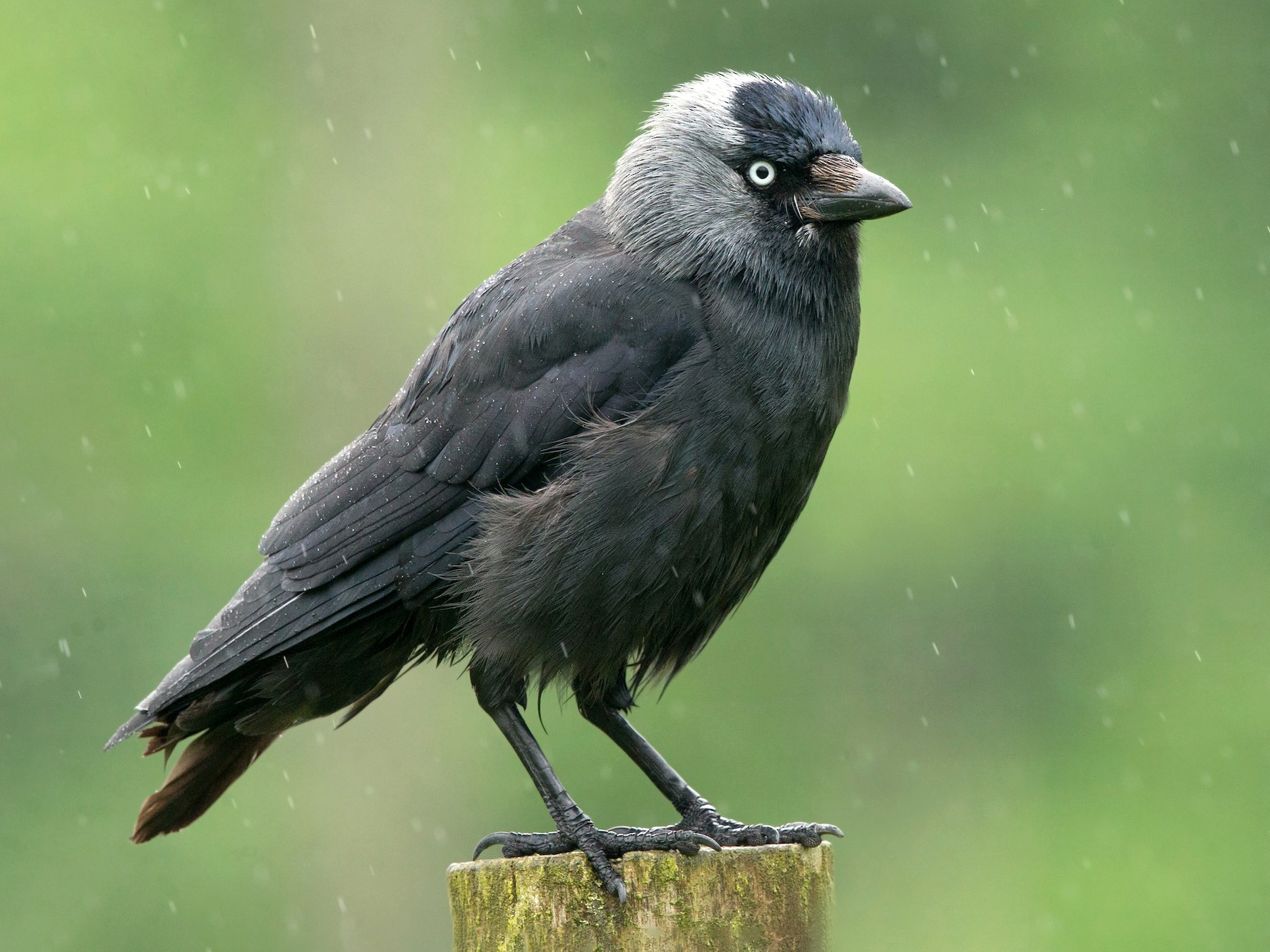 Eurasian Jackdaw - David Irving