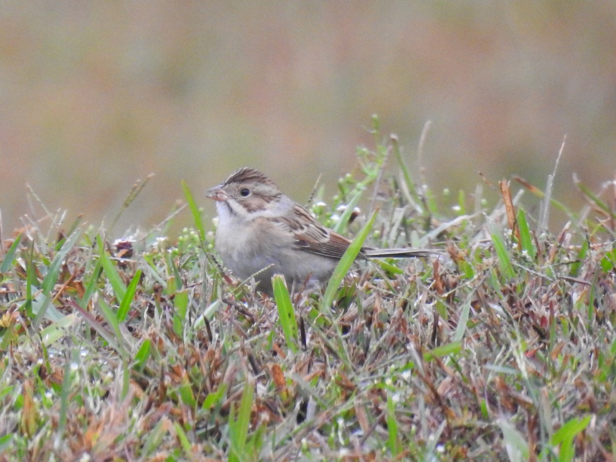 Clay-colored Sparrow - ML611135954