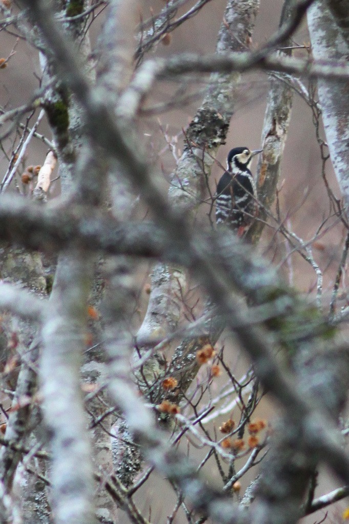 White-backed Woodpecker (Lilford's) - ML611136045