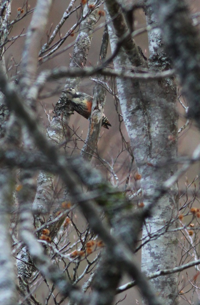 White-backed Woodpecker (Lilford's) - ML611136046