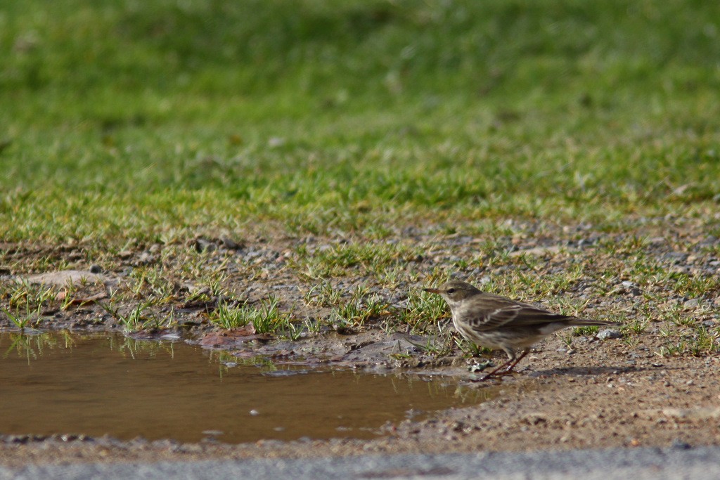 Water Pipit - ML611136057