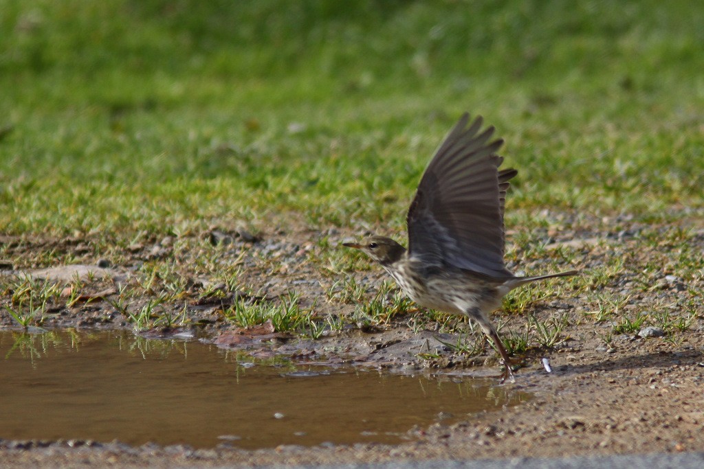 Water Pipit - ML611136059