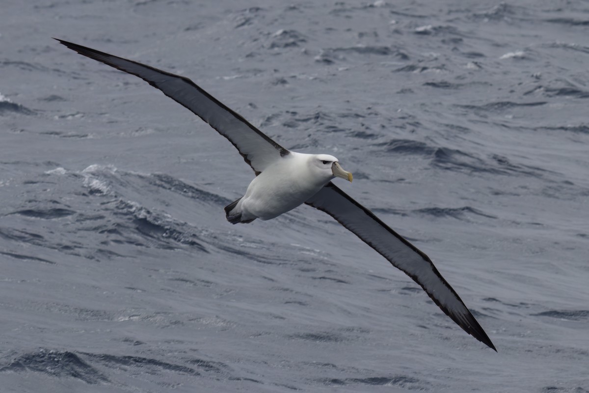 White-capped Albatross (cauta) - ML611136092
