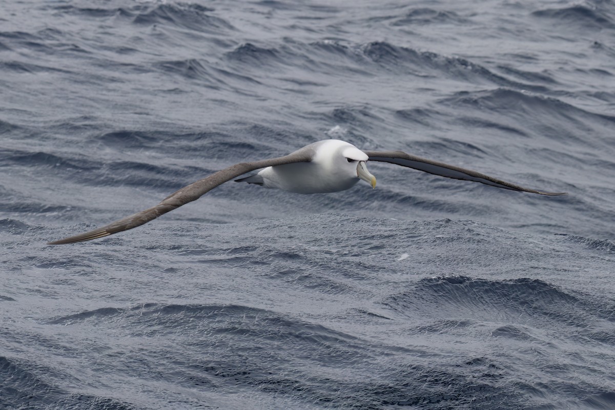 White-capped Albatross (cauta) - ML611136329