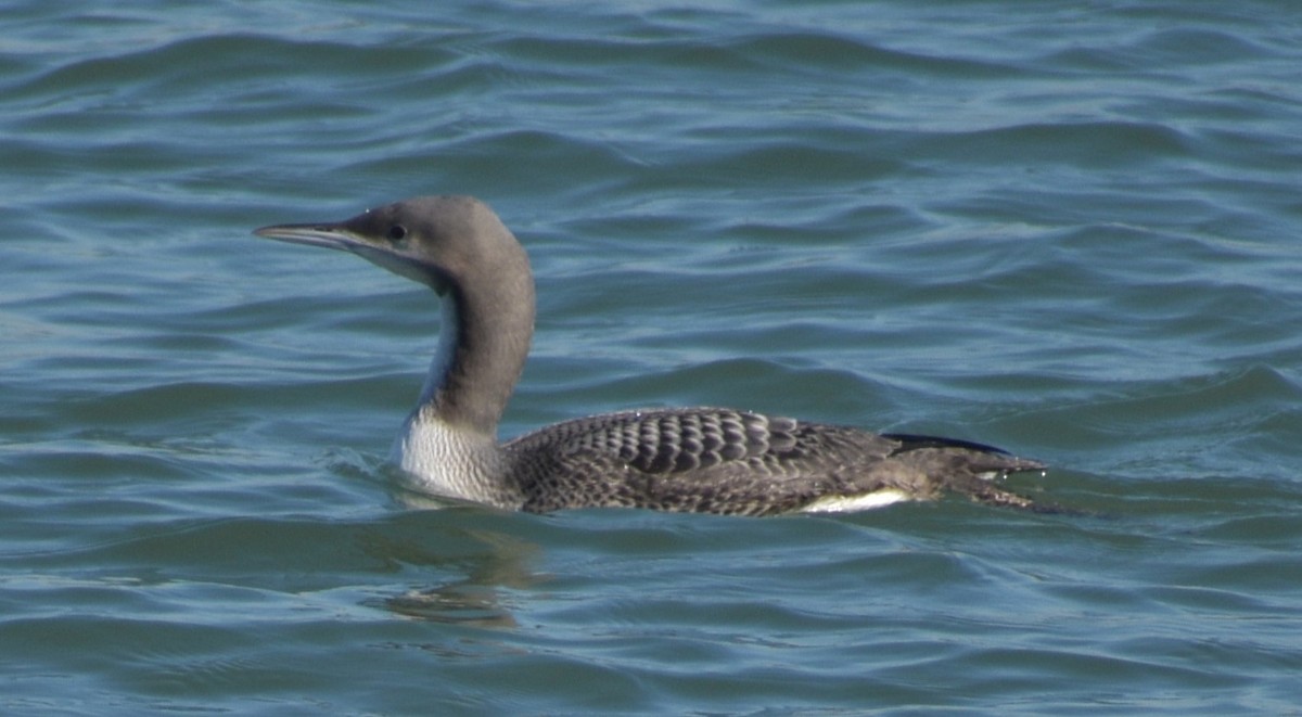 Pacific Loon - Fred Werner