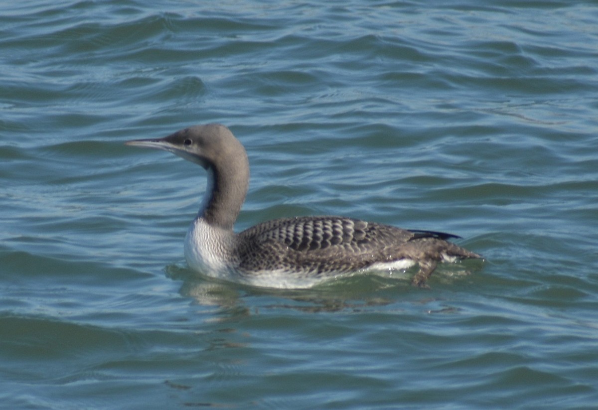 Pacific Loon - Fred Werner