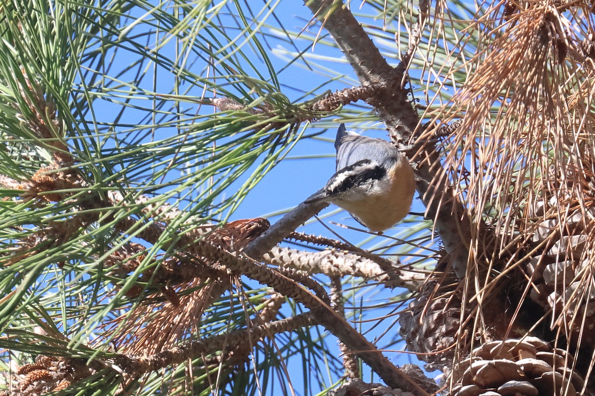 Red-breasted Nuthatch - ML611136662