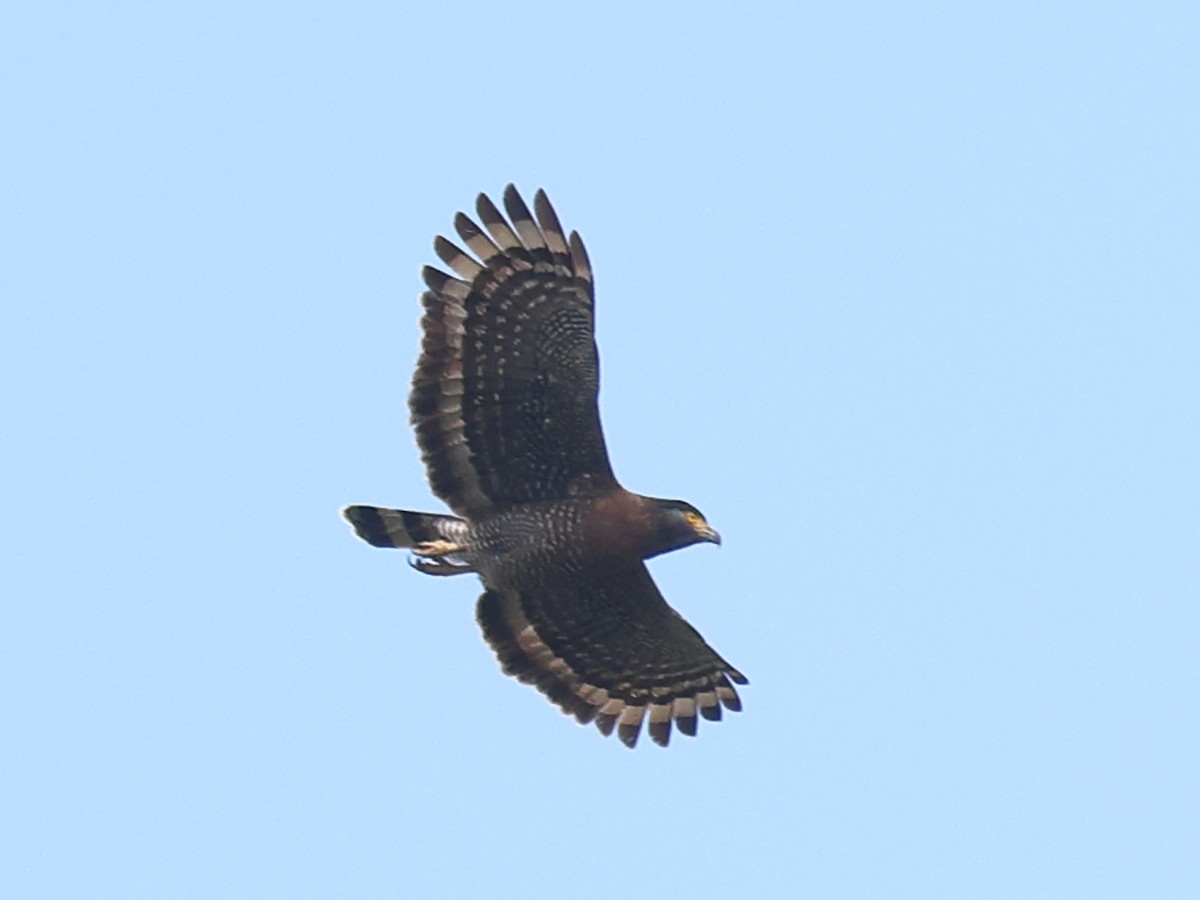 Sulawesi Serpent-Eagle - ML611137044