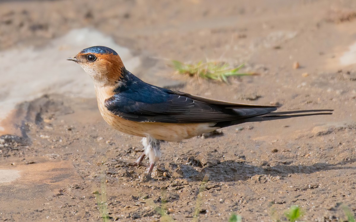 Red-rumped Swallow - ML611137072