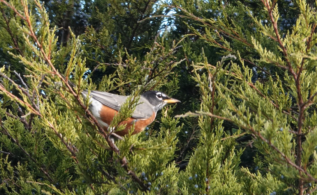 eBird Checklist 14 Nov 2023 Great Smoky Mountains NPCades Cove