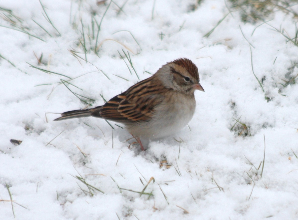 Chipping Sparrow - ML611137508