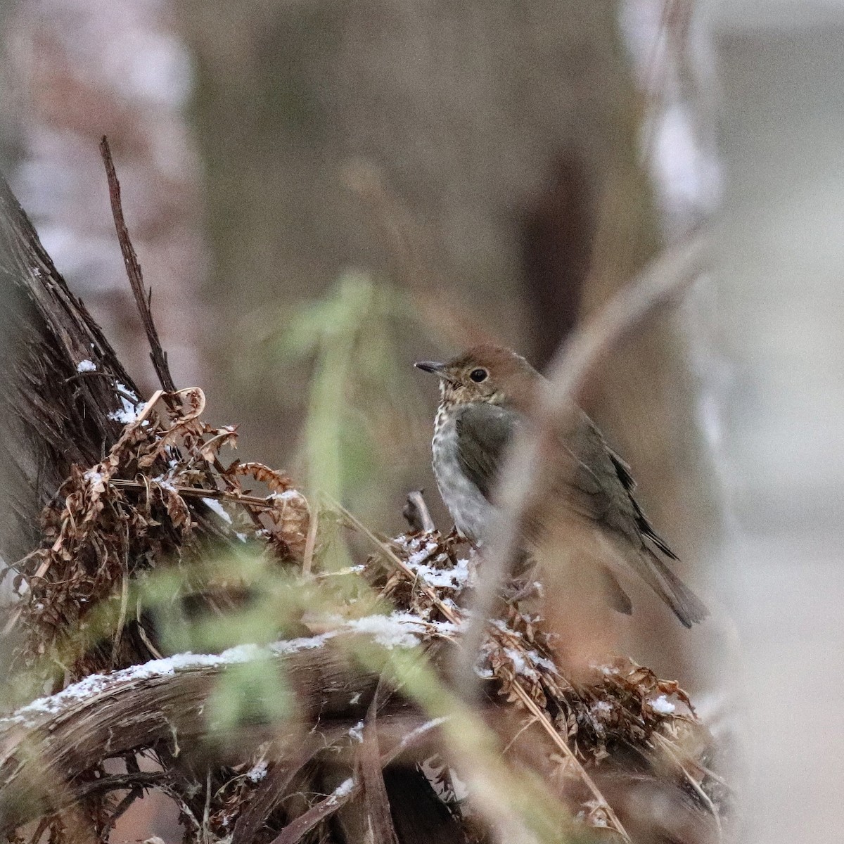 eBird Checklist 14 Nov 2023 RN de PointeYamachiche 28 species