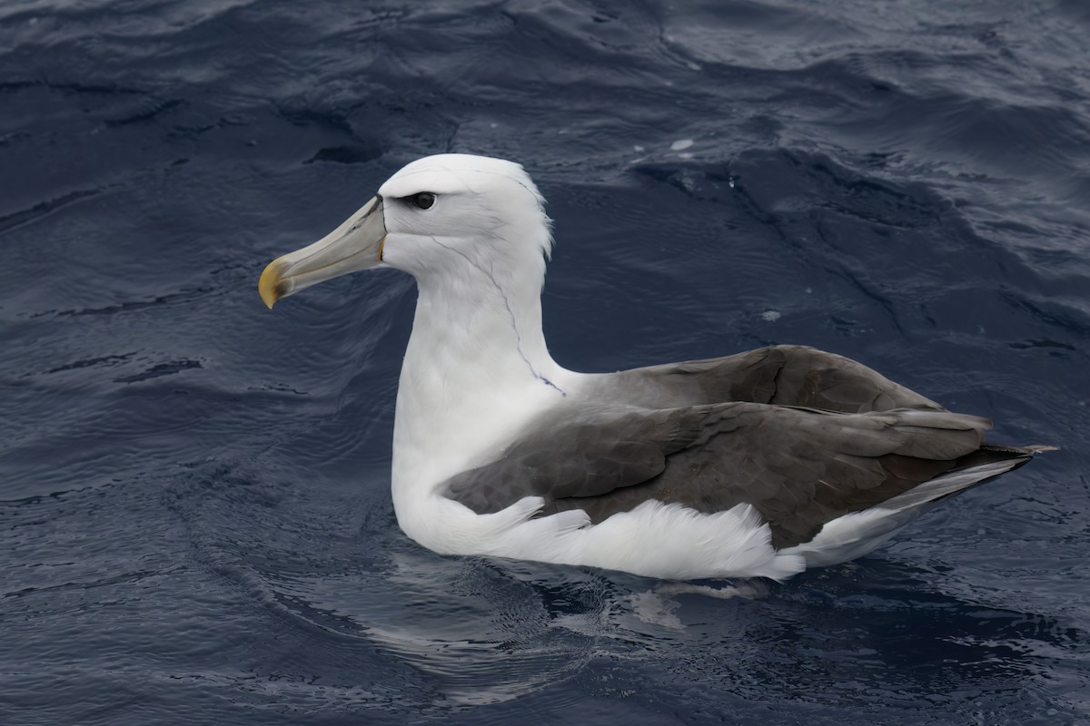 White-capped Albatross (cauta) - ML611137923