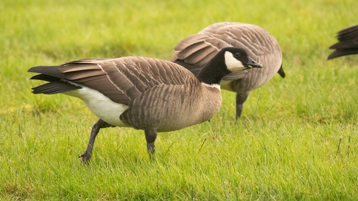 Cackling Goose (Aleutian) - ML611137989