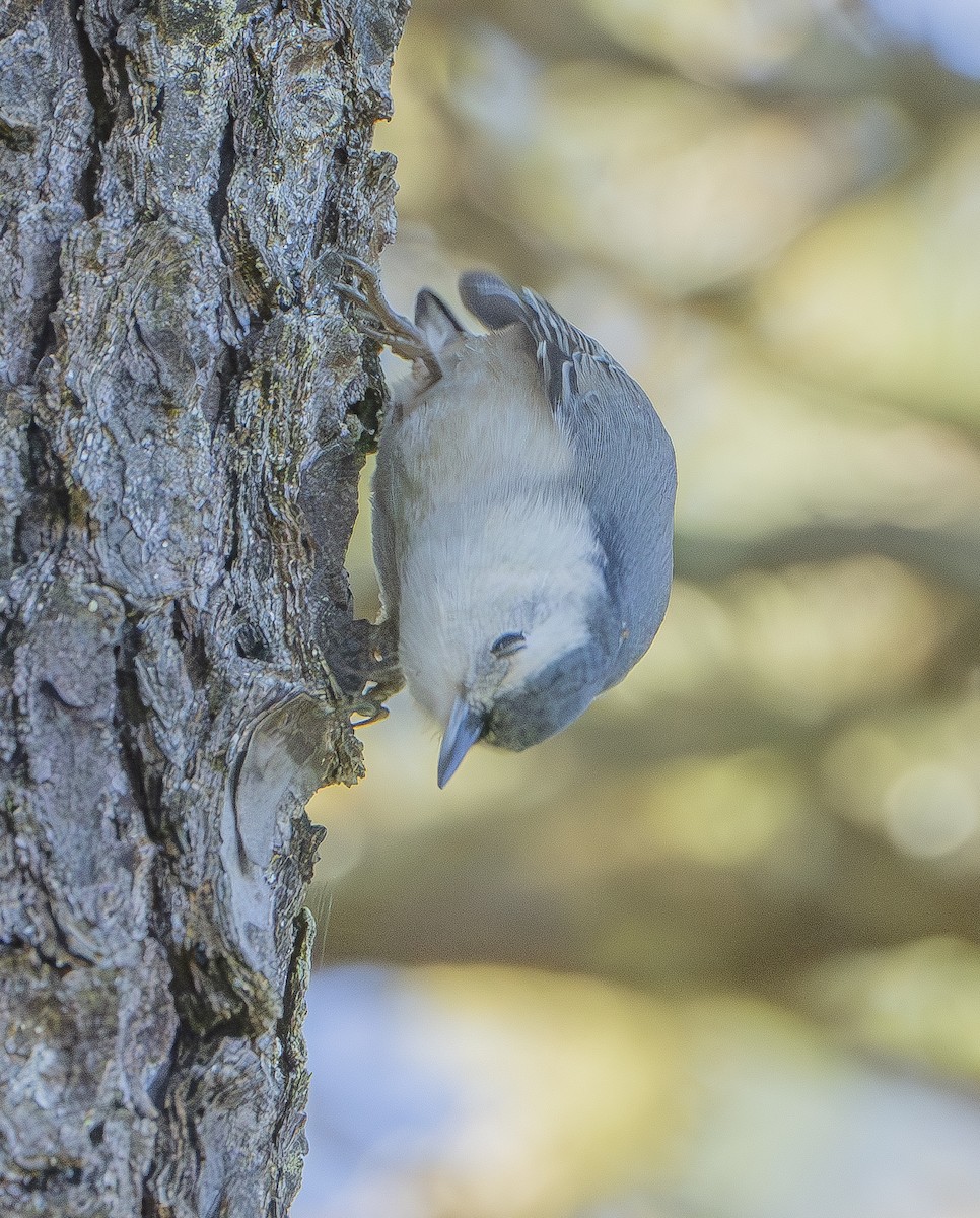 White-breasted Nuthatch - ML611138449