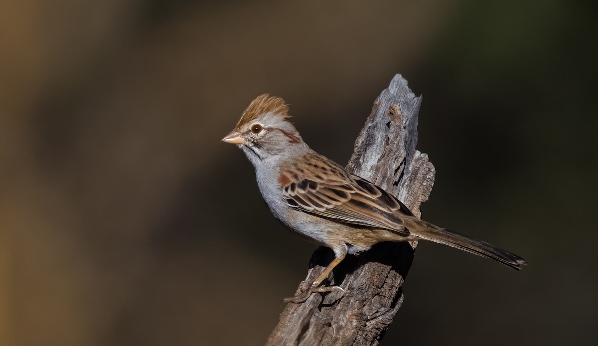 Rufous-winged Sparrow - ML611138490