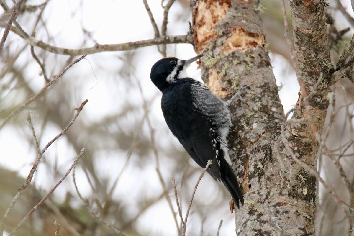Black-backed Woodpecker - Jack Kew