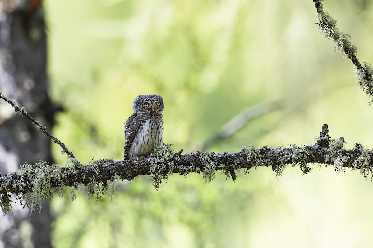 Eurasian Pygmy-Owl - ML611138805