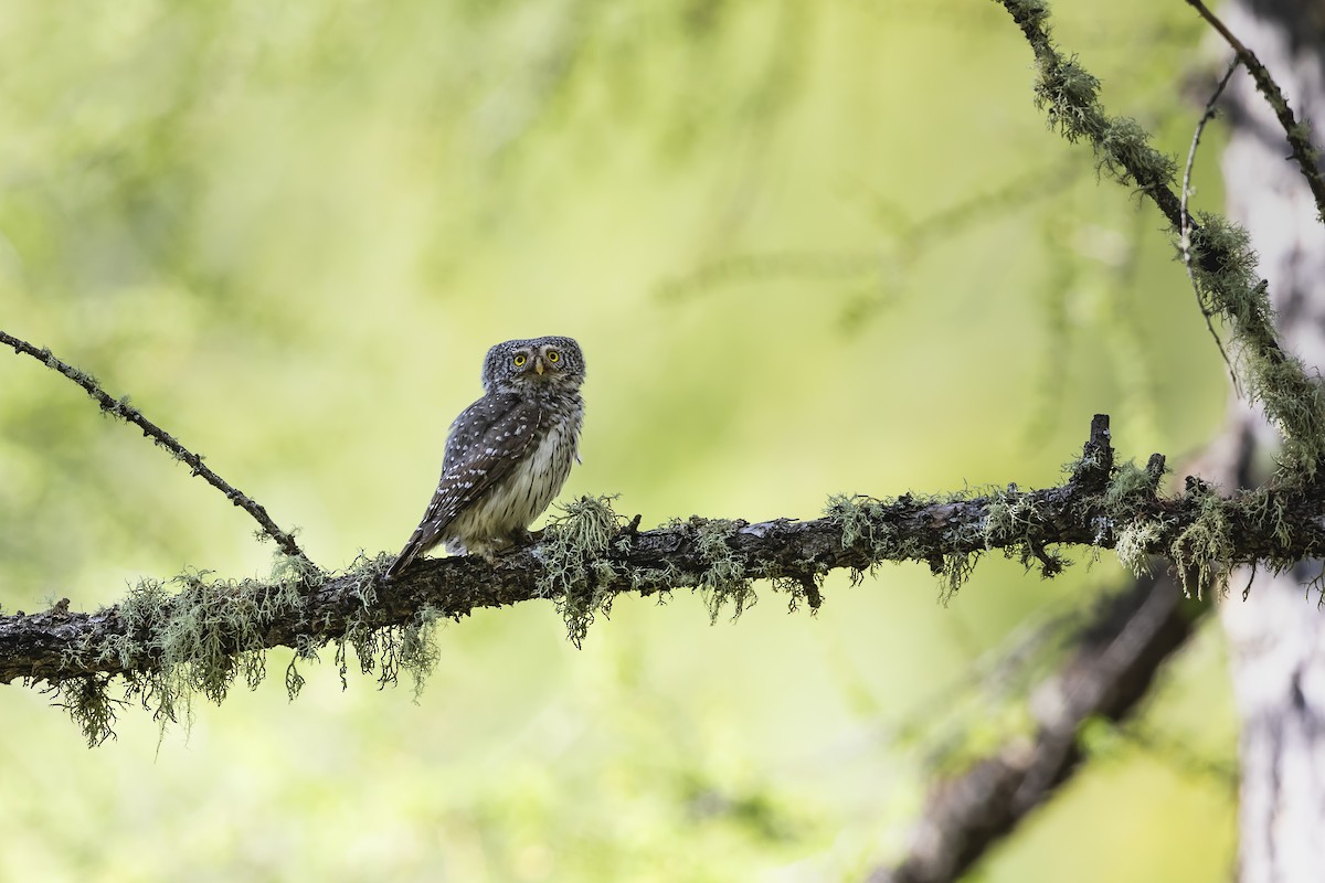 Eurasian Pygmy-Owl - ML611138810