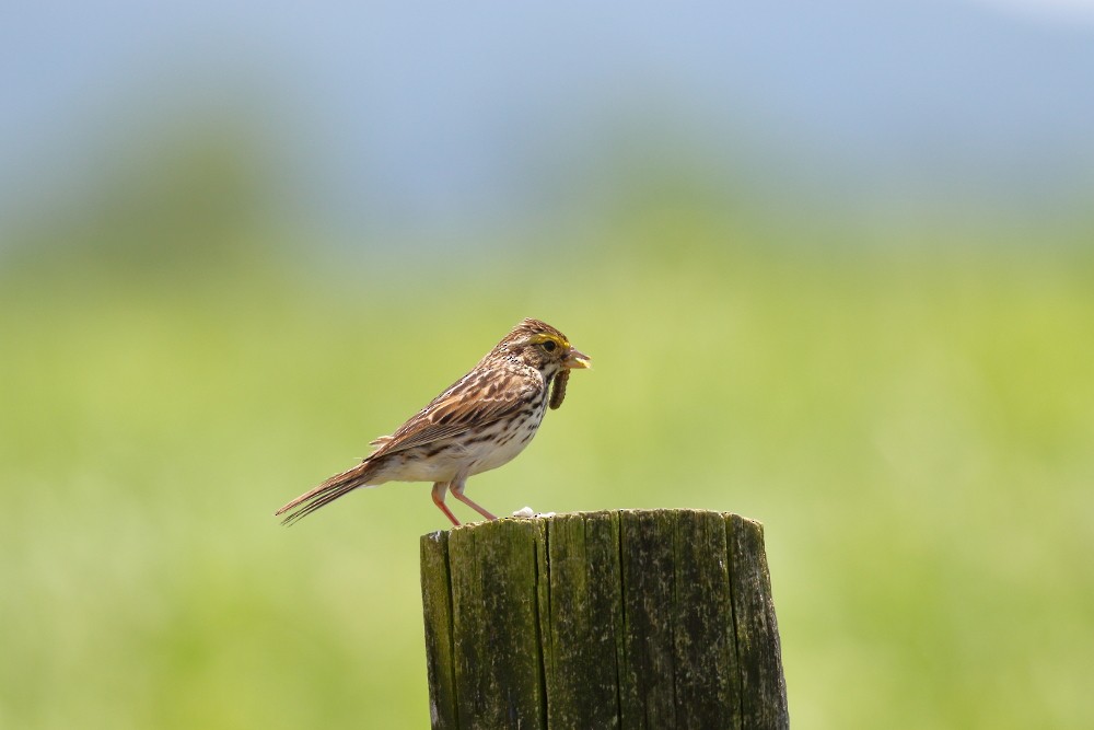 Savannah Sparrow - ML61113901