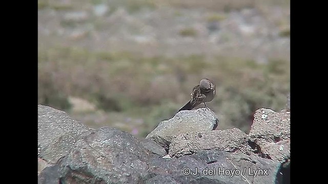 Rufous-collared Sparrow (Patagonian) - ML611139093