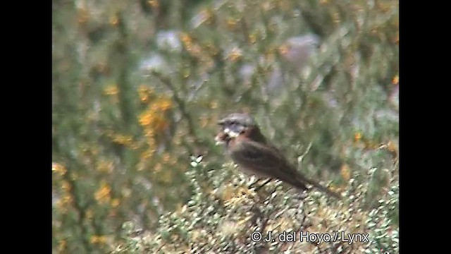 Rufous-collared Sparrow (Patagonian) - ML611139094