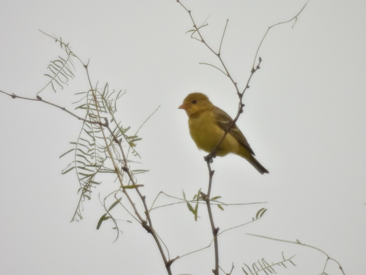Western Tanager - ML611139300