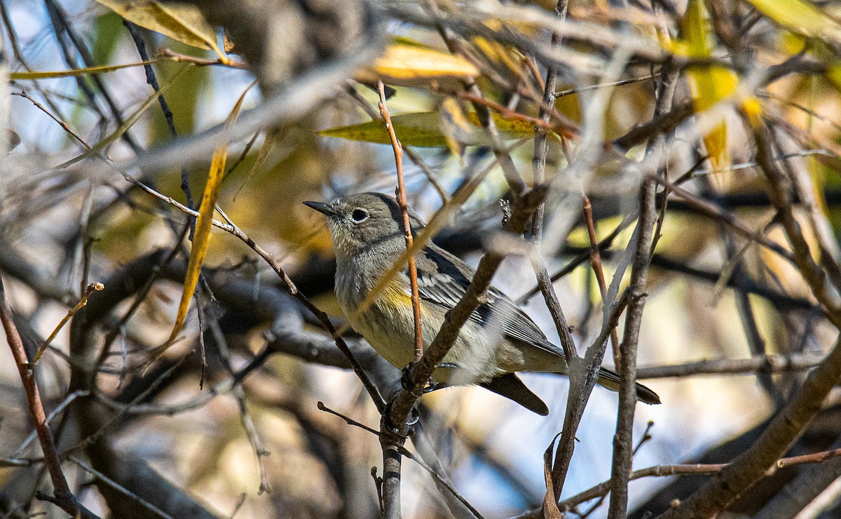 Yellow-rumped Warbler - Ched Whitney
