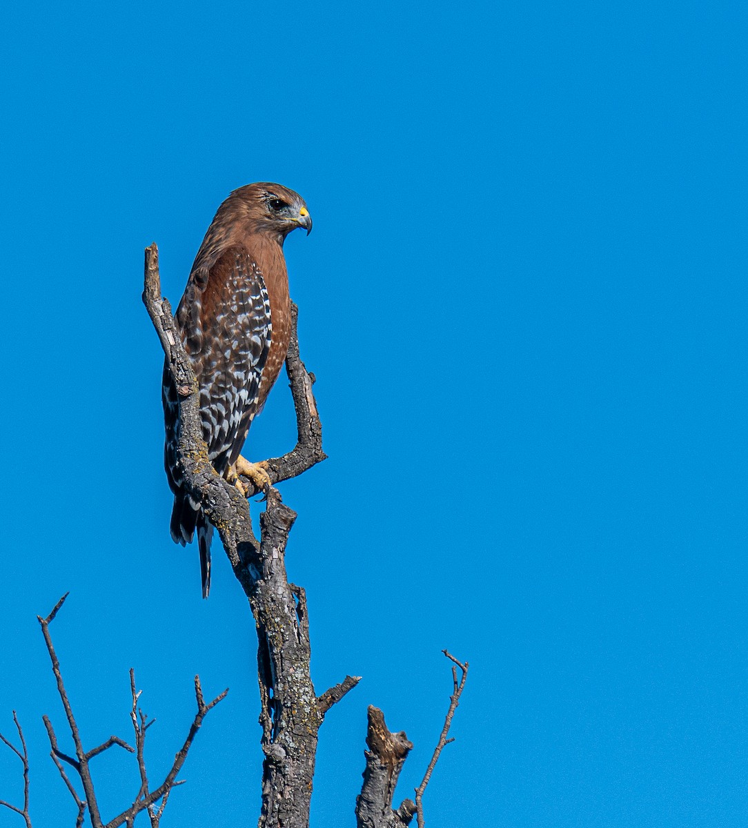 Red-shouldered Hawk - Ched Whitney
