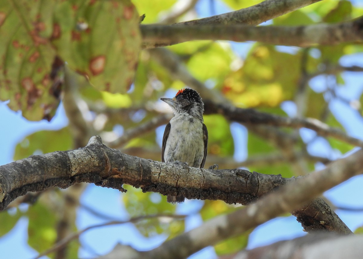 White-bellied Piculet (White-bellied) - ML611139340