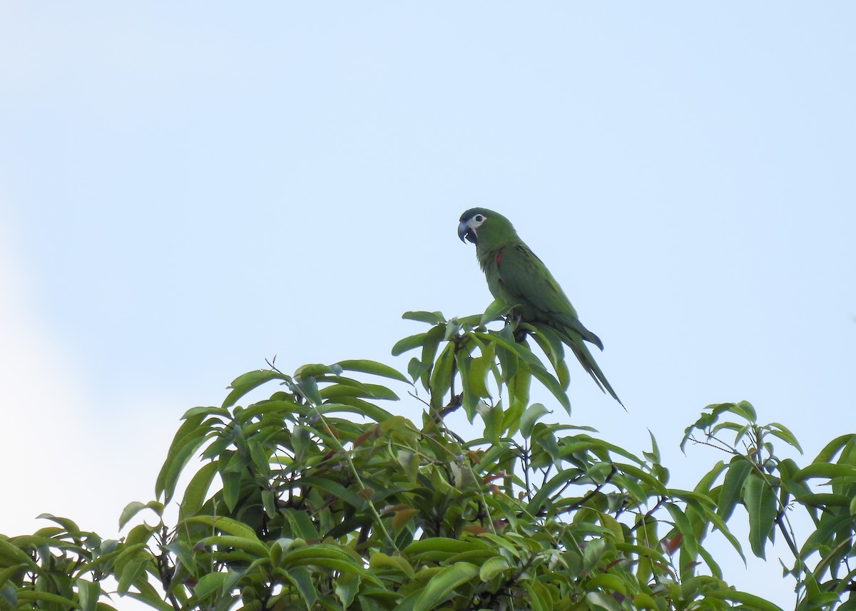 Red-shouldered Macaw (Northern) - ML611139394