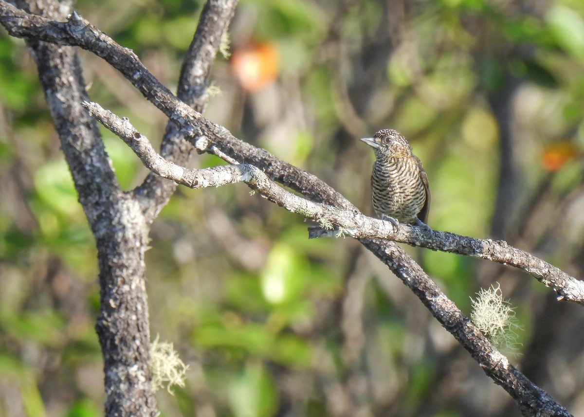 Golden-spangled Piculet (Undulated) - Arthur Gomes