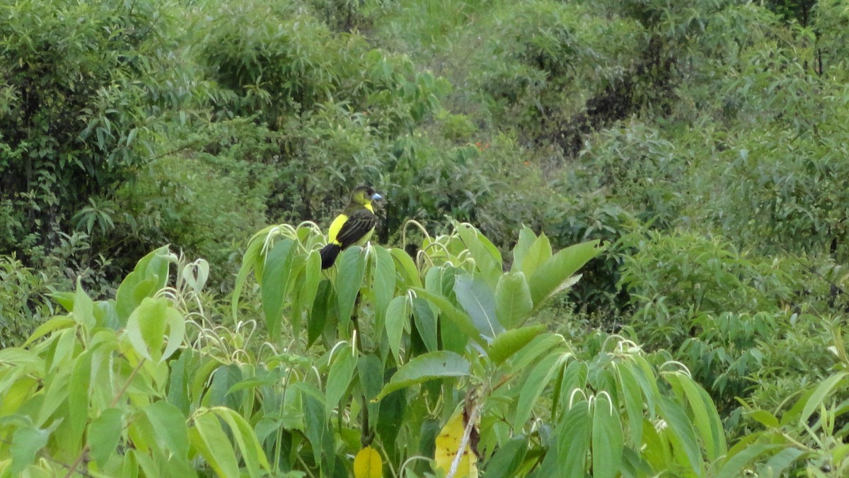Flame-rumped Tanager - ML611139671