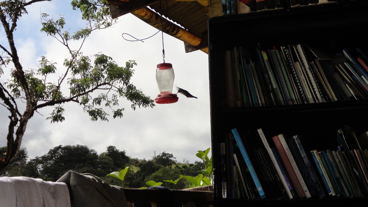 Rufous-tailed Hummingbird - ML611139691