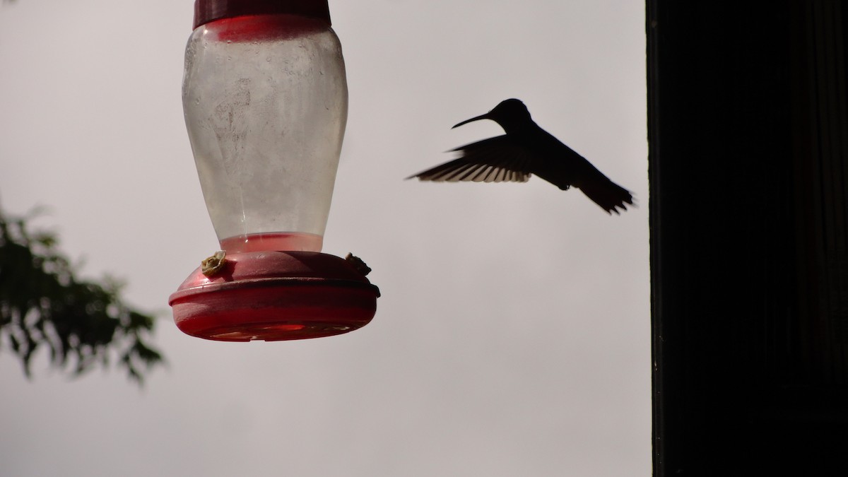 Rufous-tailed Hummingbird - ML611139693