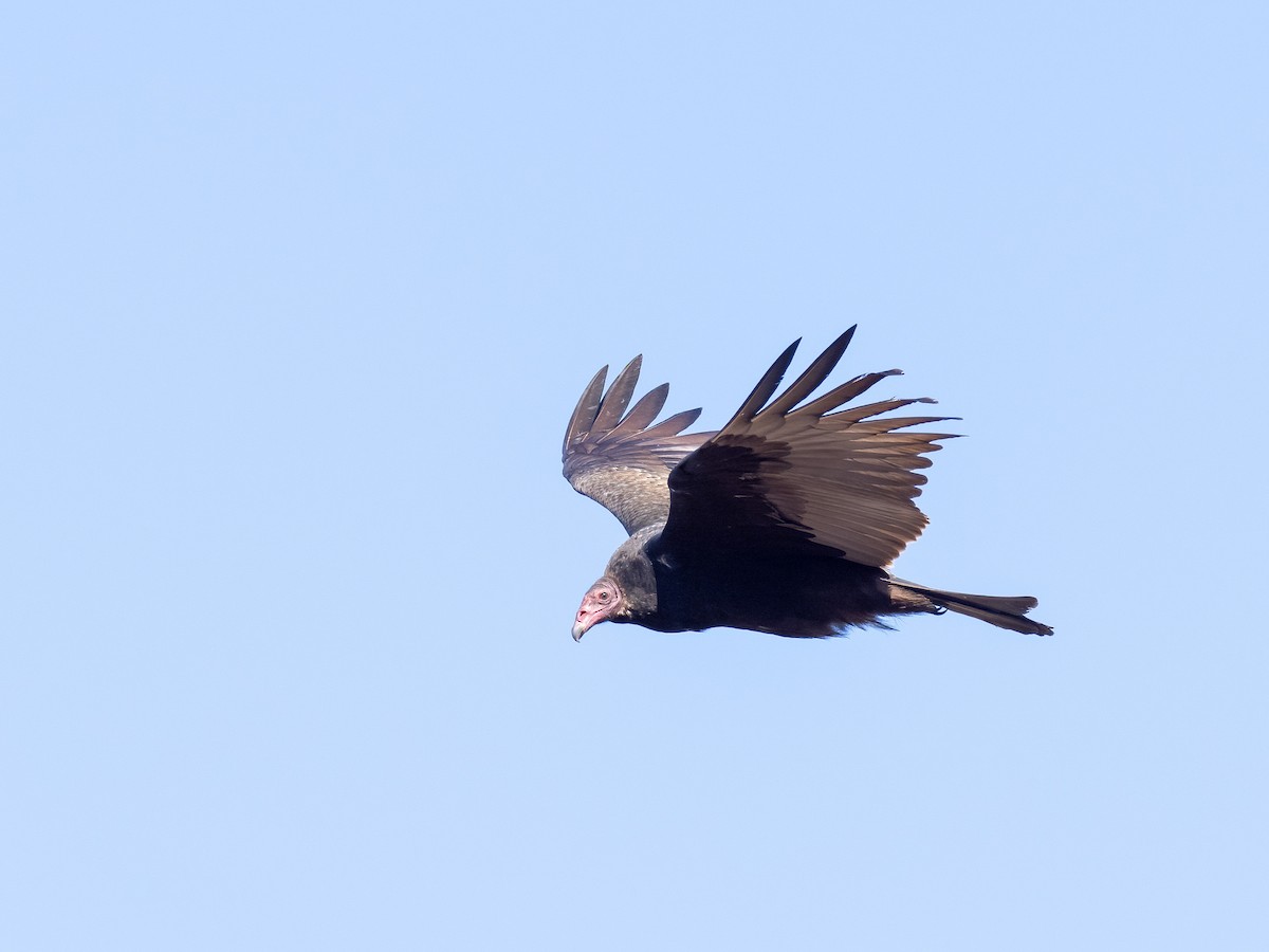 Turkey Vulture - ML611139760