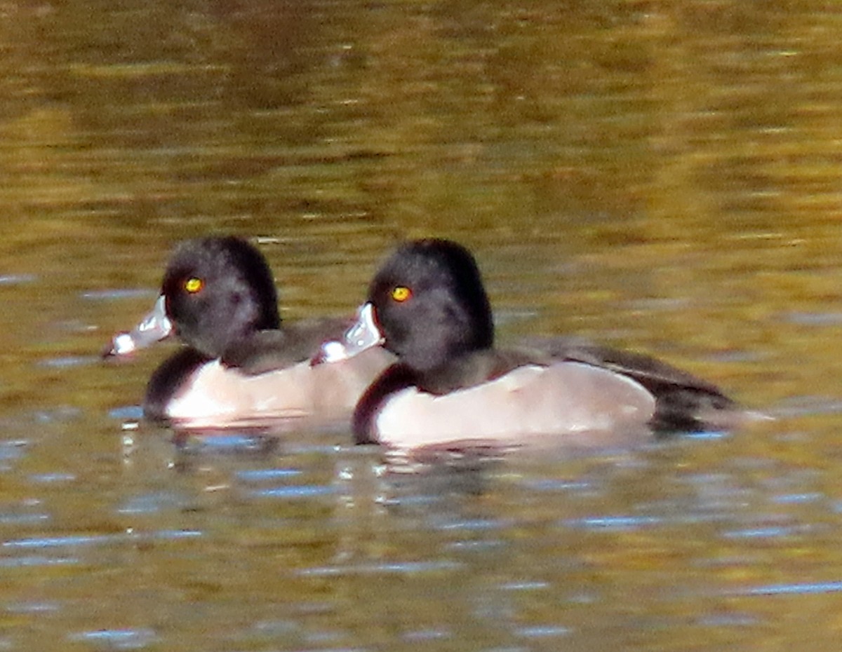 Ring-necked Duck - ML611139775