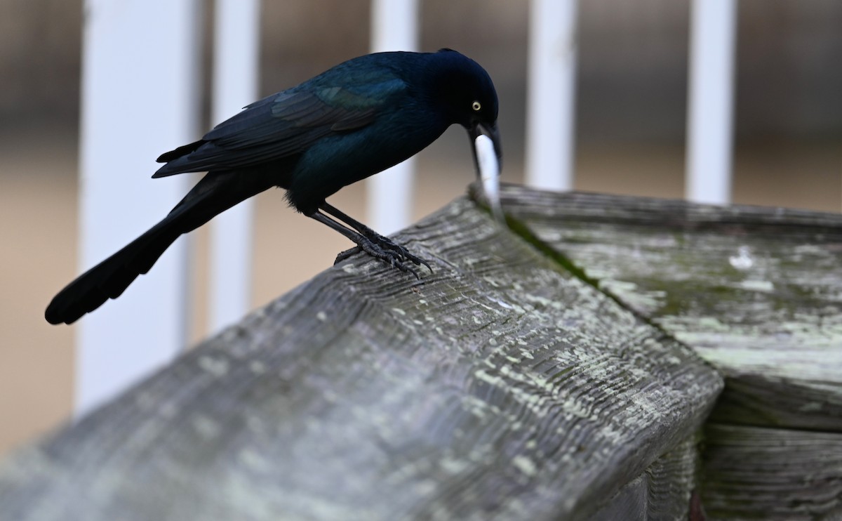 Boat-tailed Grackle - ML611140474