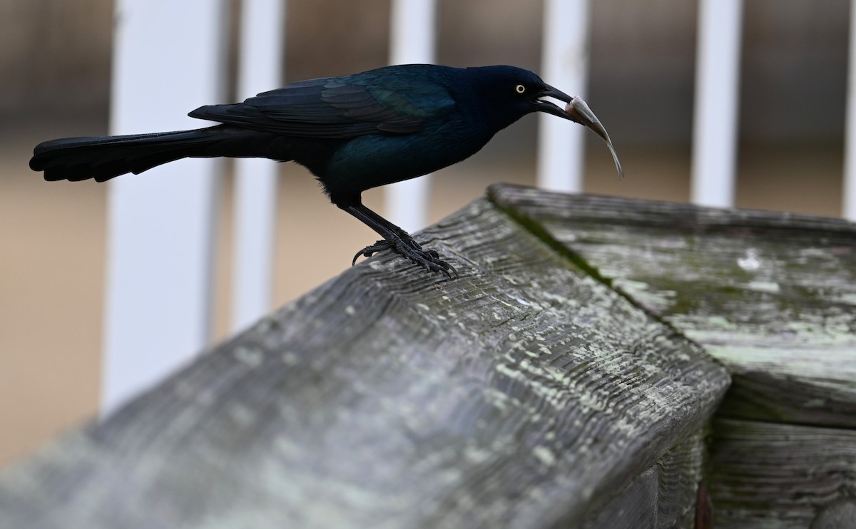 Boat-tailed Grackle - ML611140481