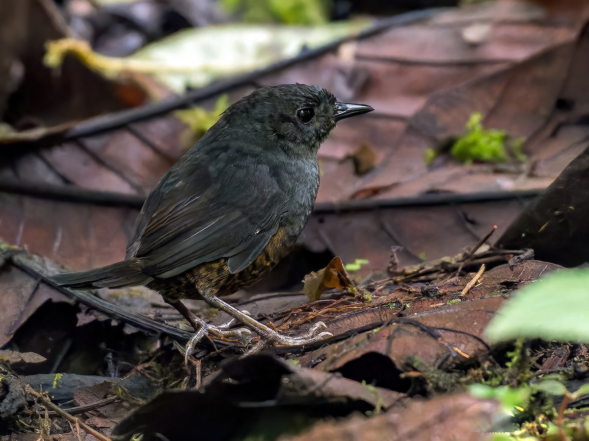 Ecuadorian Tapaculo - Scytalopus robbinsi - Birds of the World