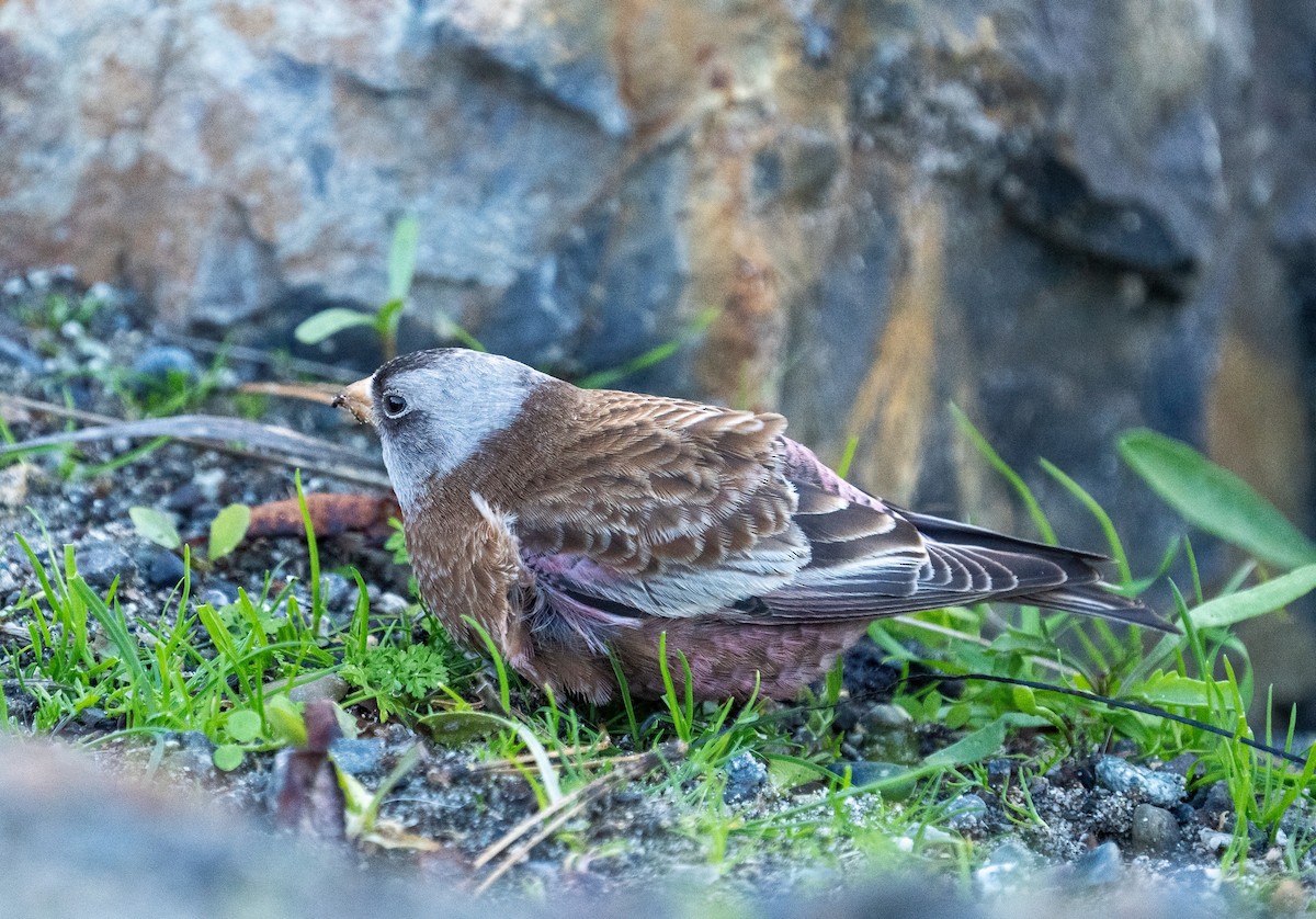 Gray-crowned Rosy-Finch - ML611140855