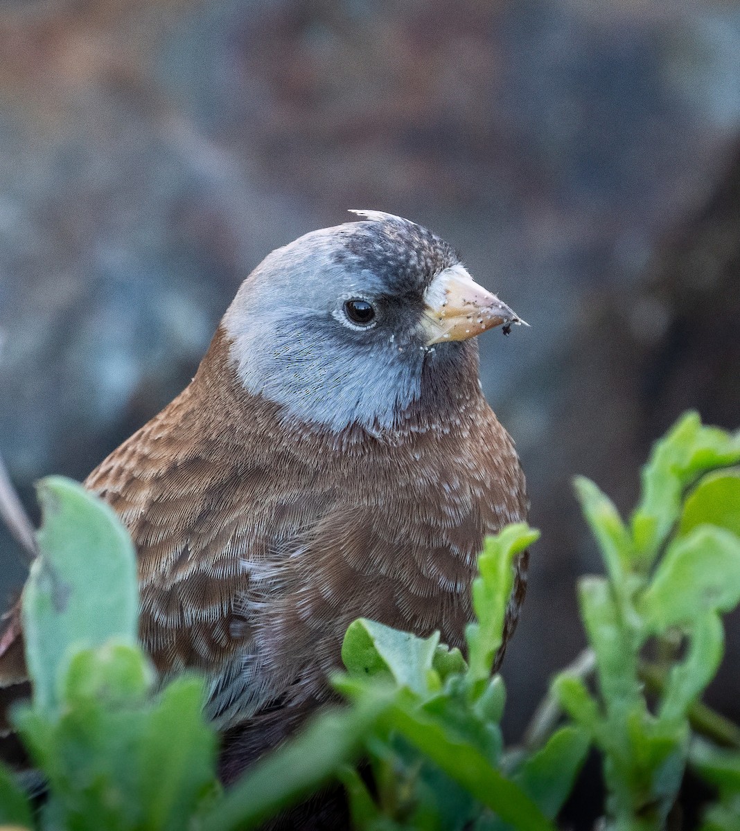 Gray-crowned Rosy-Finch - Kenneth Trease
